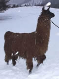 Argentine Primavera - Female