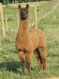 Argentine Prima Donna - Female